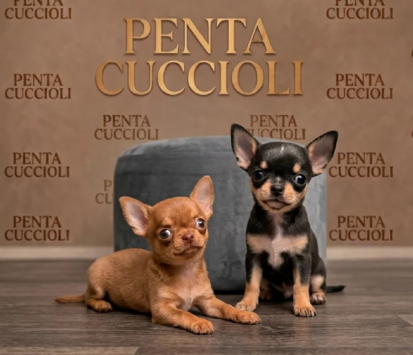 CHIHUAHUA TOY CUCCIOLI   rate da 12 mesi | Foto 0