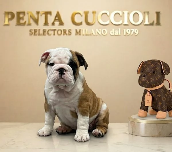 BULLDOG INGLESE PUPPY BIANCO ARANCIO   rate da 12 mesi