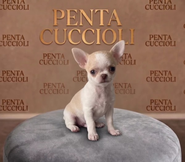 CHIHUAHUA TOY CUCCIOLI   rate da 12 mesi