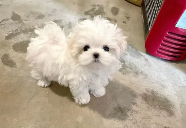 MALTESI  MALTESE CUCCIOLI  rate da 12 mesi