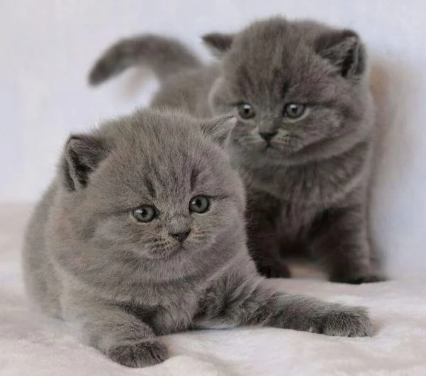 BRITISH SHORTHAIR BLU CUCCIOLI   rate da 12 mesi
