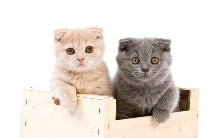 Scottish fold  cuccioli