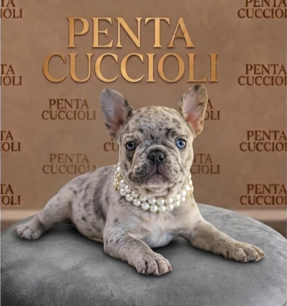 BULLDOG FRANCESE CICCIOLI MERLE  pagamento agevolato | Foto 0