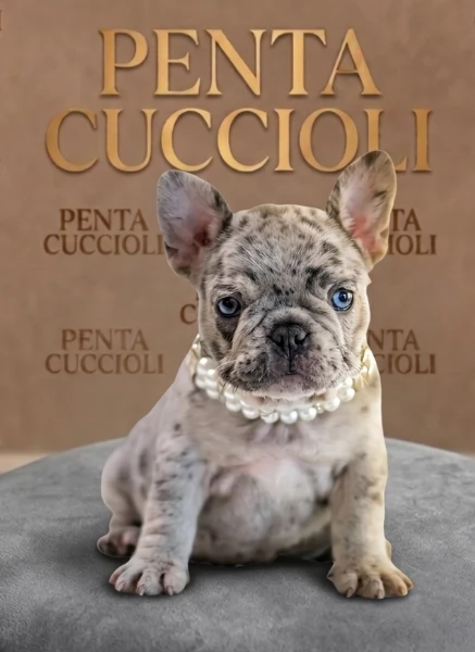 BULLDOG FRANCESE CICCIOLI MERLE  pagamento agevolato