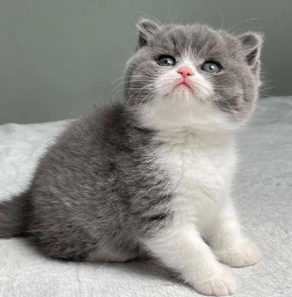 BRITISH SHORTHAIR BICOLORE BIANCO E BLU pagamento agevolato