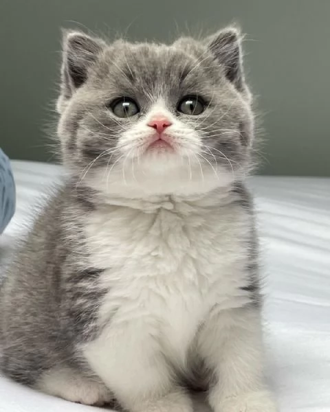 BRITISH SHORTHAIR BICOLORE BIANCO E BLU pagamento agevolato | Foto 0