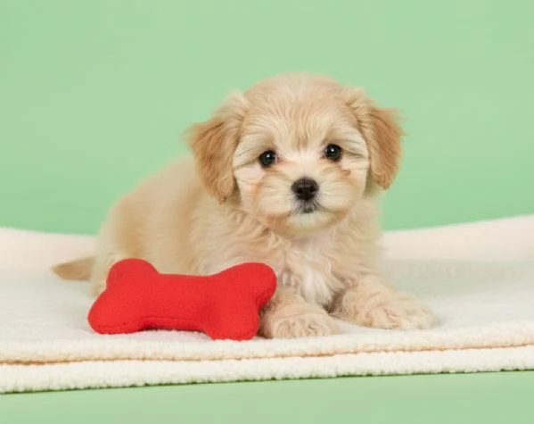 Maltipoo cuccioli  da 40 euro al mese