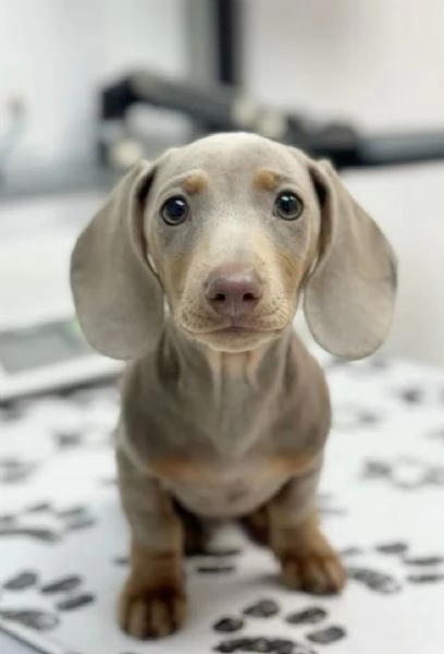 BASSOTTO  BASSOTTI NANI TEDESCHI BLU cuccioli da 60 euro al mese