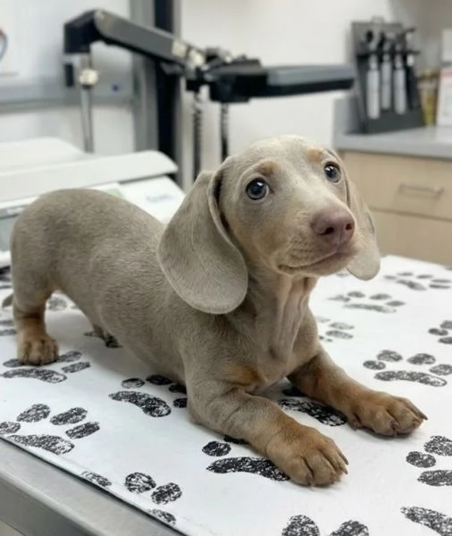 BASSOTTO  BASSOTTI NANI TEDESCHI BLU cuccioli da 60 euro al mese | Foto 0