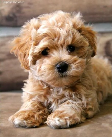 Maltipoo cuccioli  da 40 euro al mese