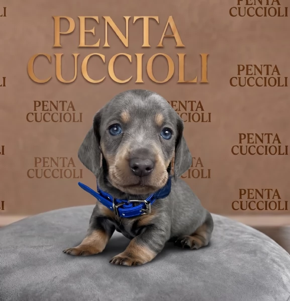 BASSOTTO  BASSOTTI NANI TEDESCHI BLU cuccioli da 60 euro al mese