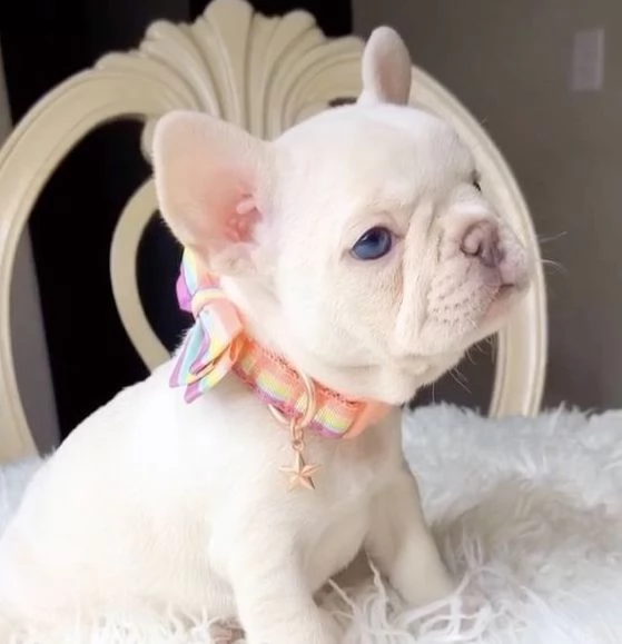 BOULEDOGUE  BULLDOG FRANCESE fCUCCIOLI pagamento rateale