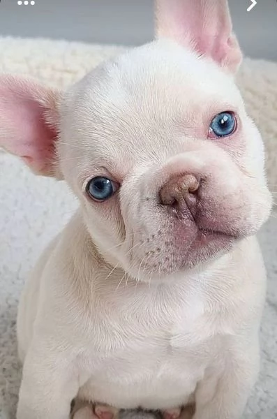 BULLDOG  BOULEDOGUE FRANCESE CUCCIOLI PLATINO pagamento rateale