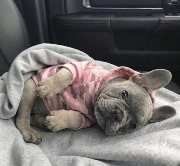 BULLDOG FRANCESE  BOULEDOGUE FRANCESE BLU CUCCIOLI pagamento rateale | Foto 1