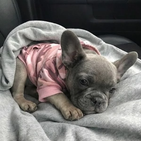 BULLDOG FRANCESE  BOULEDOGUE FRANCESE BLU CUCCIOLI pagamento rateale | Foto 0