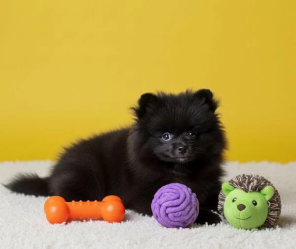 VOLPINO SPITZ di POMERANIA CUCCIOLI NERI pagamento rateale