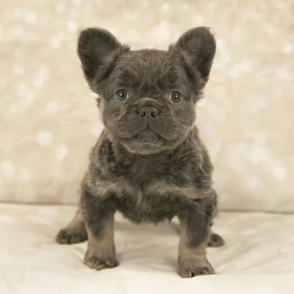 BOULEDOGUE  BULLDOG FRANCESE fluffy CUCCIOLI pagamento rateale