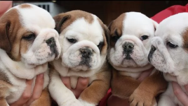 BULLDOG INGLESE CUCCIOLI  ENGLISH BULLDOG  pag rateale 12 mesi