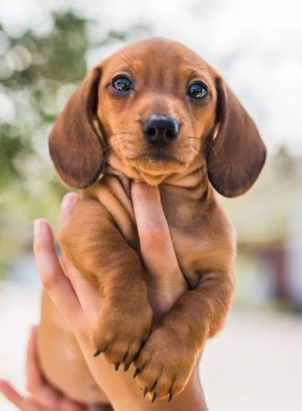 BASSOTTI NANI TEDESCHI CUCCIOLI FULVI pag rateale