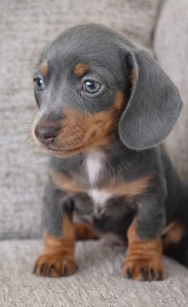 BASSOTTO NANO TEDESCO BLU CUCCIOLI  BASSOTTI NANI  pag rateale 12 mesi | Foto 0