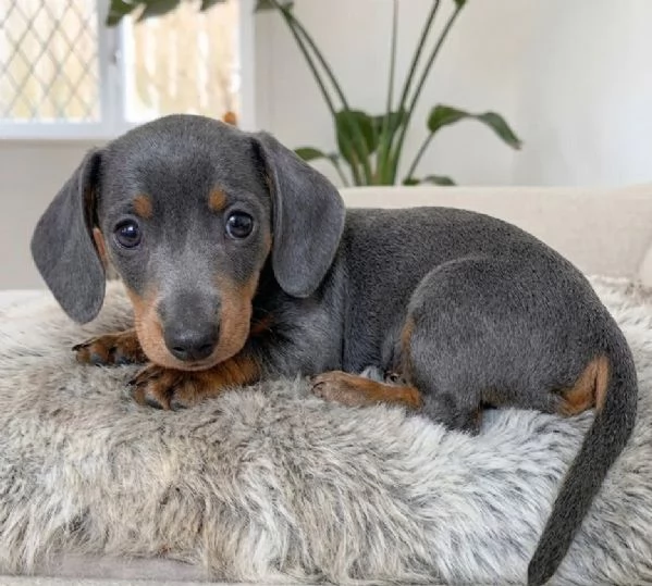 BASSOTTO NANO TEDESCO BLU CUCCIOLI  BASSOTTI NANI  pag rateale 12 mesi