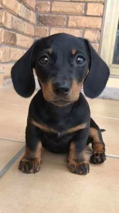 BASSOTTO NANO TEDESCO NERO FOCATO CUCCIOLI  BASSOTTI NANI  pag rateale 12 mesi | Foto 0
