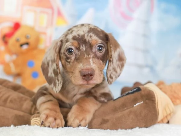 BASSOTTI NANI TEDESCHI CUCCIOLI merle pag rateale