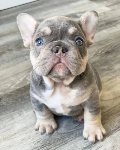 BULLDOG FRANCESE  FRENCH BOULEDOGUE BLU E TAN  pag rateale 12 mesi