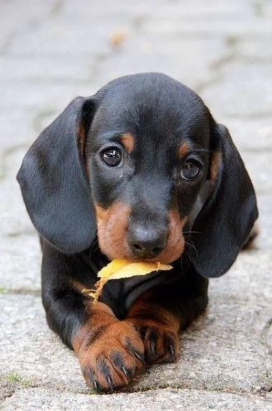 BASSOTTI KANINCHEN TEDESCHI CUCCIOLI pag rateale 12 mesi