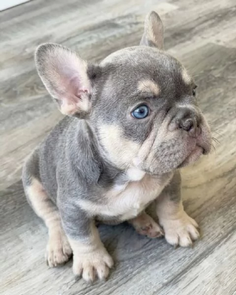 BULLDOG FRANCESE  FRENCH BOULEDOGUE BLU E TAN  pag rateale 12 mesi | Foto 0