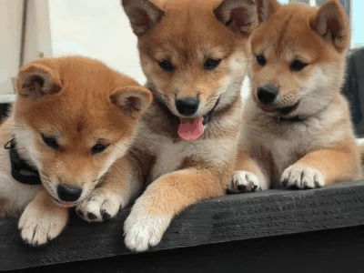 SHIA INU CUCCIOLI pag agevolato