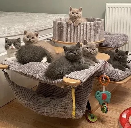 British shorthair  colorazioni disponibili