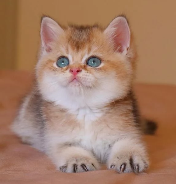 BRITISH SHORTHAIR GOLDEN TABBY PUPPY pag agevolato