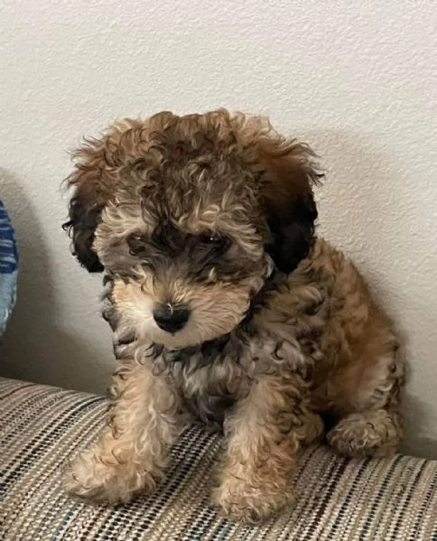 MALTIPO  MALTIPOO PARTICOLOR CUCCIOLI pag agevolato