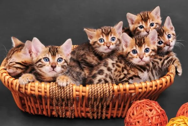 GATTI BENGALA CUCCIOLI pagamento agevolato