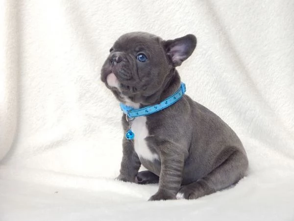  BOULEDOGUE   BULLDOG FRANCESE CUCCIOLI BLU DA 50 EURO AL MESE