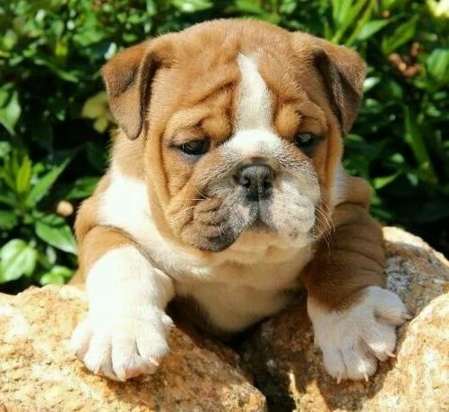 BULLDOG INGLESE CUCCIOLI DISPONIBILI da 60 euro al mese