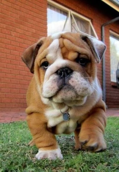 BULLDOG INGLESE CUCCIOLI DISPONIBILI da 60 euro al mese