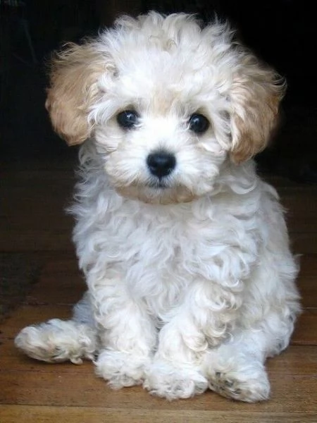 Maltipoo cuccioli  pagamento personalizzato