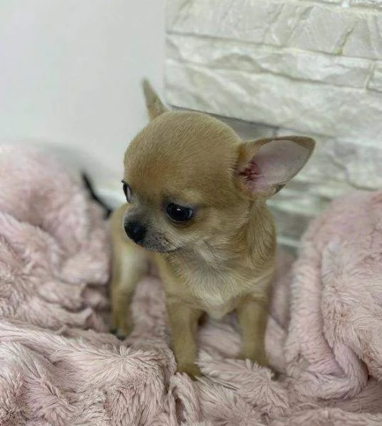 Chihuahua toy cuccioli fulvi  pagamento personalizzato