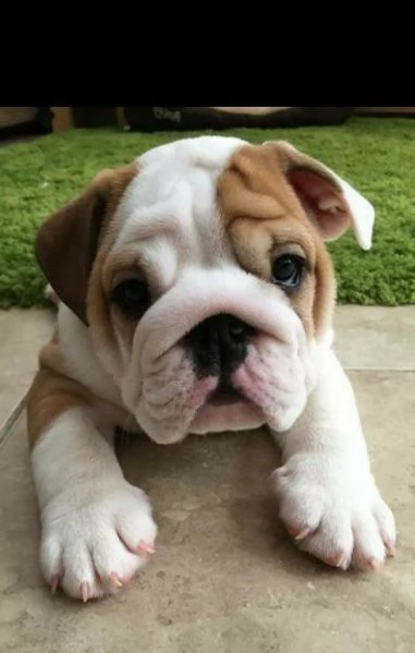 BULLDOG INGLESE CUCCIOLI  pagamento personalizzato