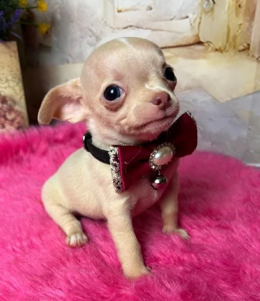Chihuahua toy cuccioli fulvi  pagamento personalizzato