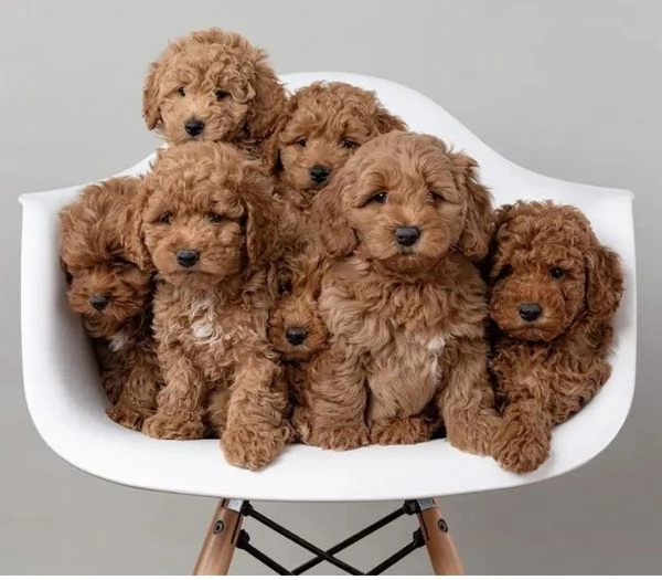 Barboncini rossi  poodle puppy