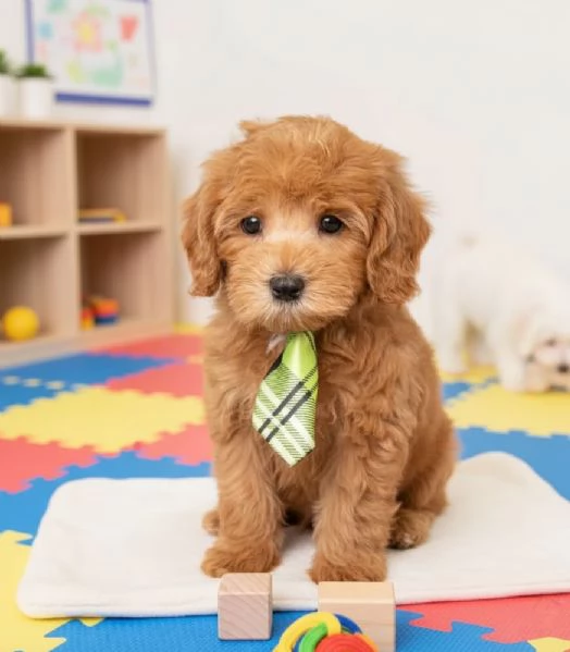 COCKAPOO CUCCIOLI da 60 euro al mese