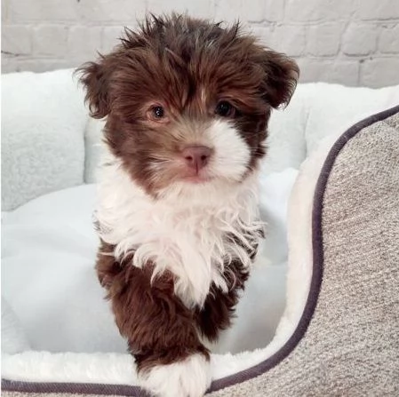 MALTIPOO CUCCIOLI BIANCO CIOCCOLATO da 60 euro al mese