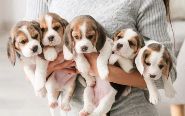 BEAGLE CUCCIOLI ITALIANI da 60 euro al mese