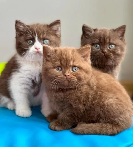 BRITISH SHORTHAIR BROWN TABBY CUCCIOLI pagamento agevolato