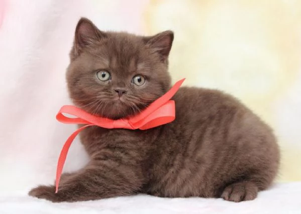 BRITISH SHORTHAIR BROWN TABBY CUCCIOLI pagamento agevolato | Foto 0