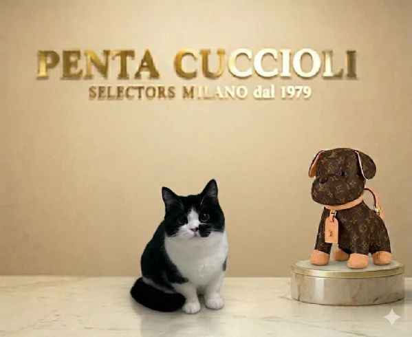 BRITISH SHORTHAIR BICOLOR CUCCIOLI pagamento agevolato