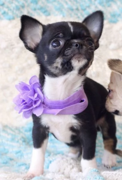CHIHUAHUA TOY CUCCIOLI da 60 euro al mese